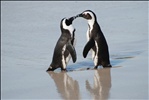 A pair of African penguins, Boulders Beach, South Africa